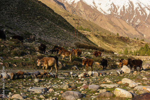 Cows walk back from grazing in the meadows surrounding the village of Chitkul in Kinnaur in the Indian Himalayas.