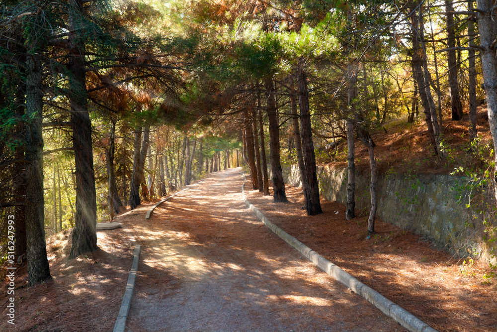 Naklejka premium Walkroad in pine forest with sun beams at Crimea mountains