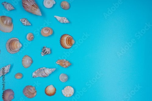 assorted sea shells on blue