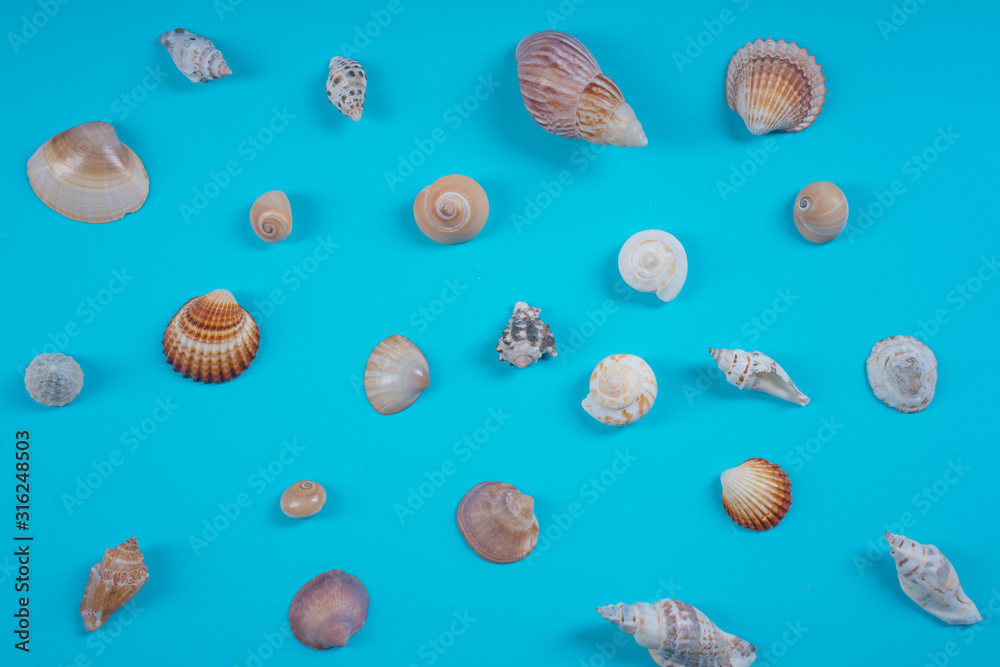 assorted sea shells on blue assorted sea shells on blue