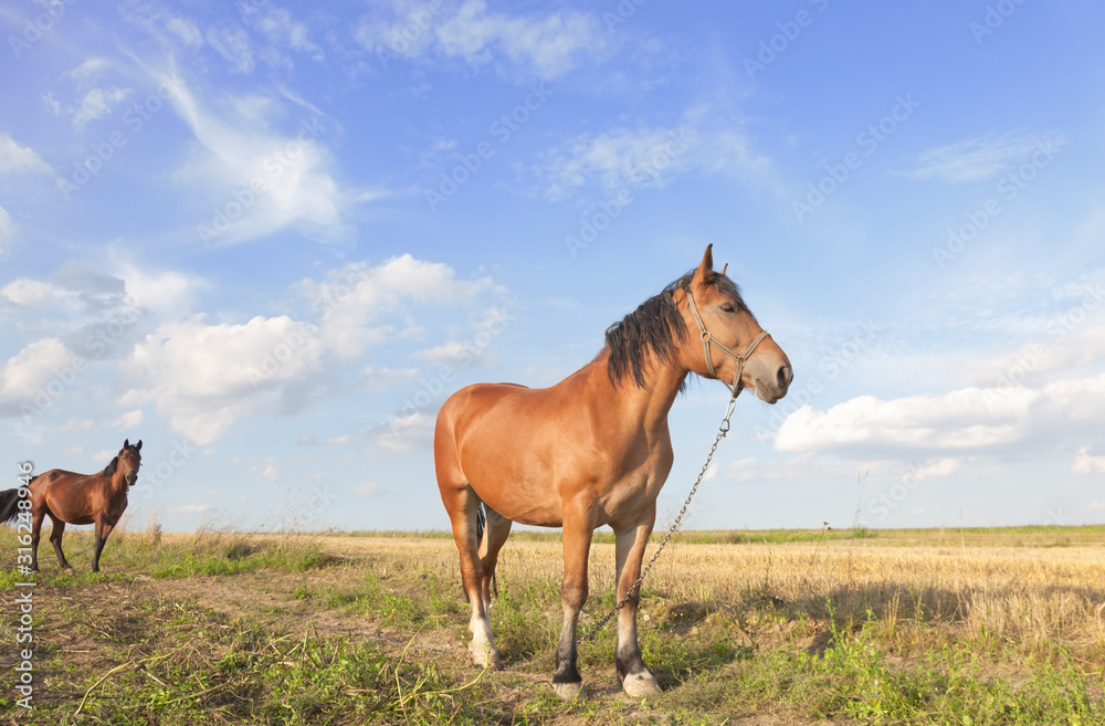 Two brown horses on the meadow. First on front chained. Sunny countryside landscape..