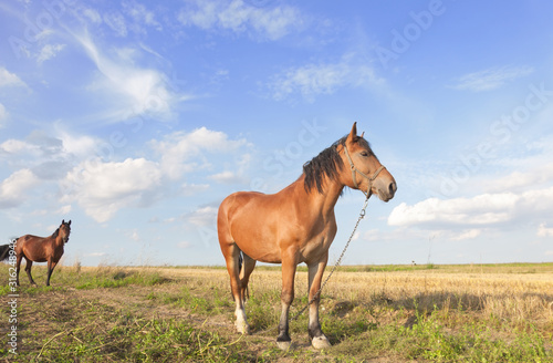 Two brown horses on the meadow. First on front chained. Sunny countryside landscape..