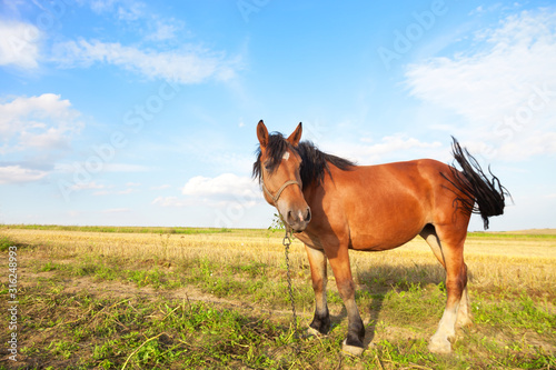 A portrait of brown horse chained during eating grass. © charmphoto