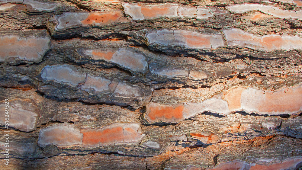 Pine tree bark texture. Close-up shot Pine tree bark texture. Close-up shot