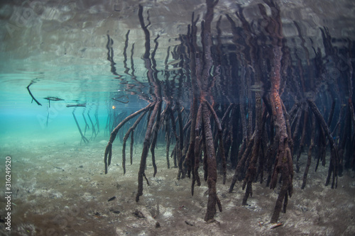 Mangrove prop roots descend into shallow water in Raja Ampat, Indonesia. Mangrove forests serve as ecologically important nurseries and habitats that protect land from erosion. © ead72