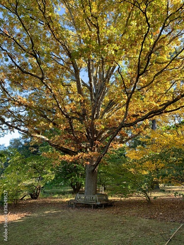 Fall foliage yellow leaves
