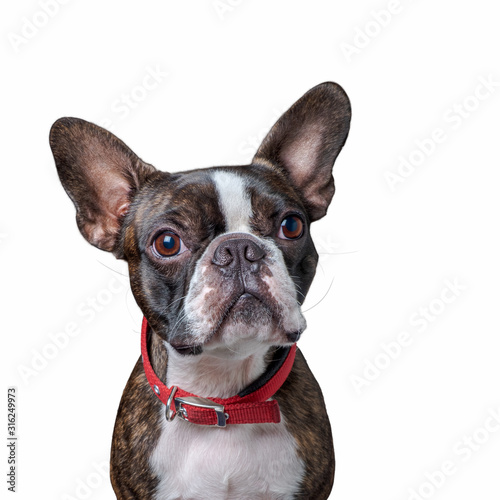Portrait boston terrier pure breed soft grey background closeup © RubenPH