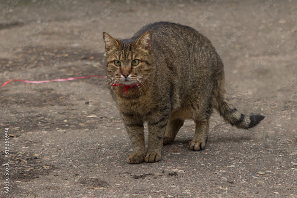 a beautiful striped slanting, oblique cat with a collar went for a walk. The cat's name is Athanasius a beautiful striped slanting, oblique cat with a collar went for a walk. The cat's name is Athanasius