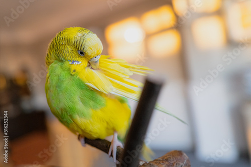 Yellow and green budgerigar parakeet sitting on a perch indoors preening her wing feathers.