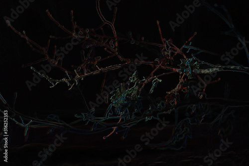  twigs at night
