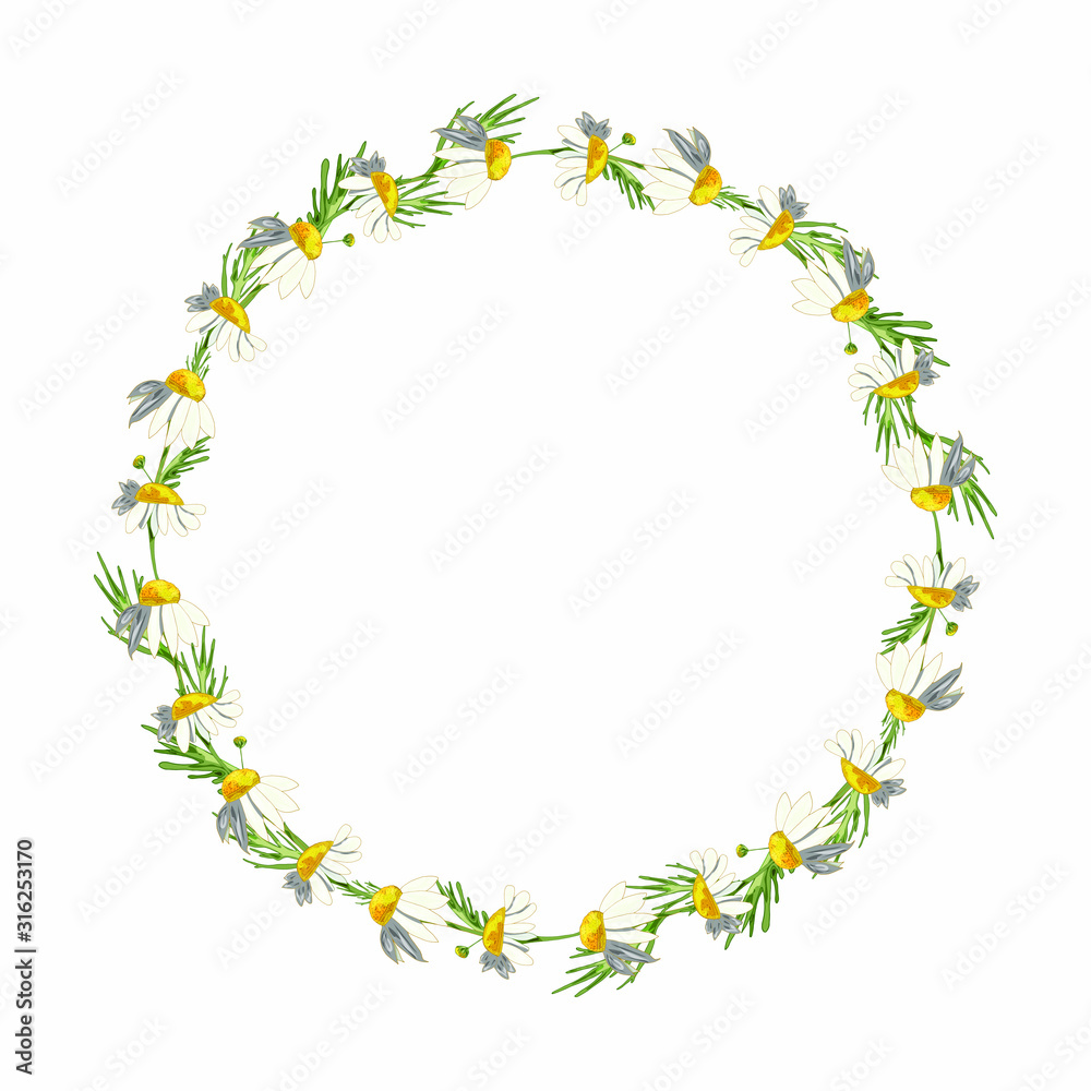 Beautiful wreath of field daisies on a white background. Pharmacy medicinal chamomile with leaves. Realistic style. Spring pattern. Rustic decor.