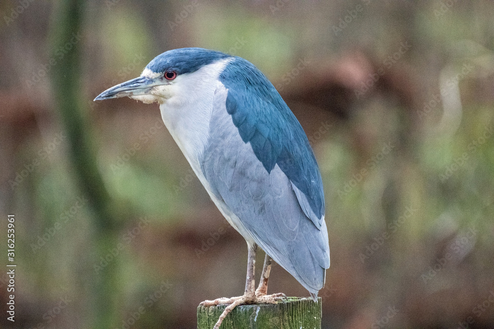 Fototapeta premium Black Crowned Night Heron 