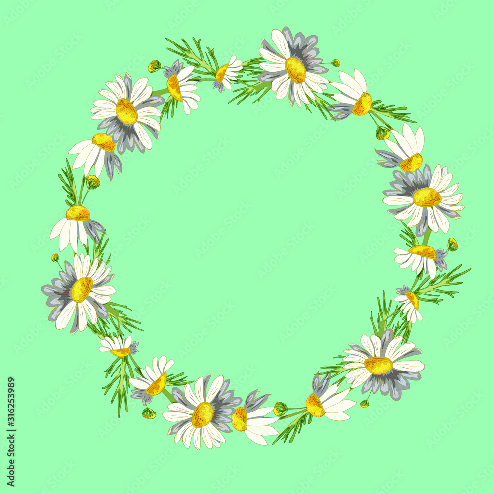 Beautiful wreath of field daisies on a aqua menthe background. Pharmacy medicinal chamomile with leaves. Realistic style. Spring pattern. Rustic decor. Beautiful wreath of field daisies on a aqua menthe background. Pharmacy medicinal chamomile with leaves. Realistic style. Spring pattern. Rustic decor.