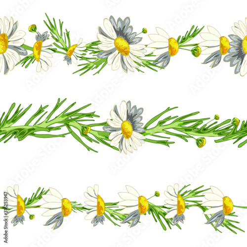 Horizontal floristic brushes from field camomiles on a white background. Pharmacy medicinal chamomile with leaves. Realistic style. Spring pattern.