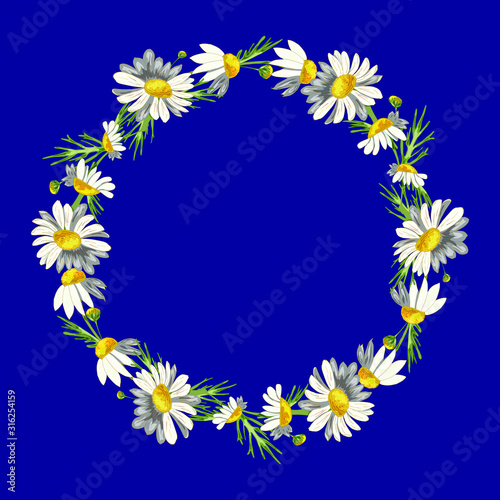 Beautiful wreath of field daisies on a phantom blue background. Pharmacy medicinal chamomile with leaves. Realistic style. Spring pattern. Rustic decor.