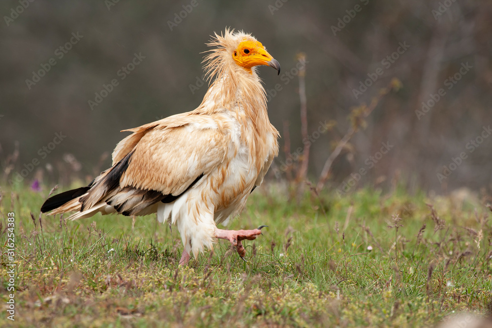 Egyptian vulture (Neophron percnopterus) long thin beak vulture.