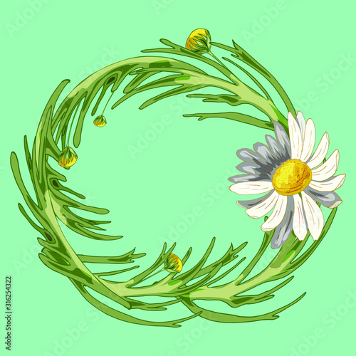 Beautiful wreath with field camomile, buds and leaves on a aqua menthe background. Pharmacy medicinal chamomile. Realistic style. Spring pattern. Rustic decor.