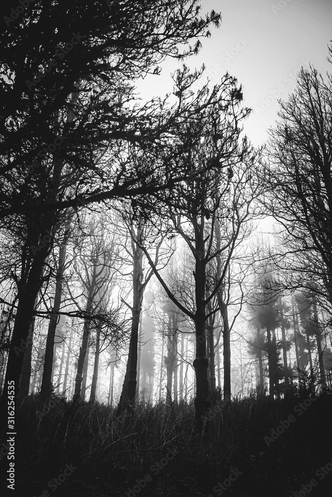 trees in fog trees in fog