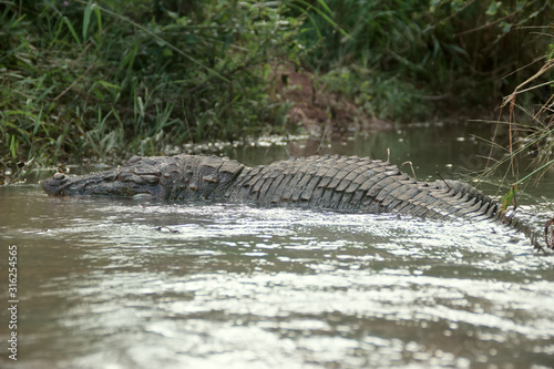 Dead for an unknown reason (the species is characterized by high survivability) mugger (Crocodylus palustris kimbula) photo