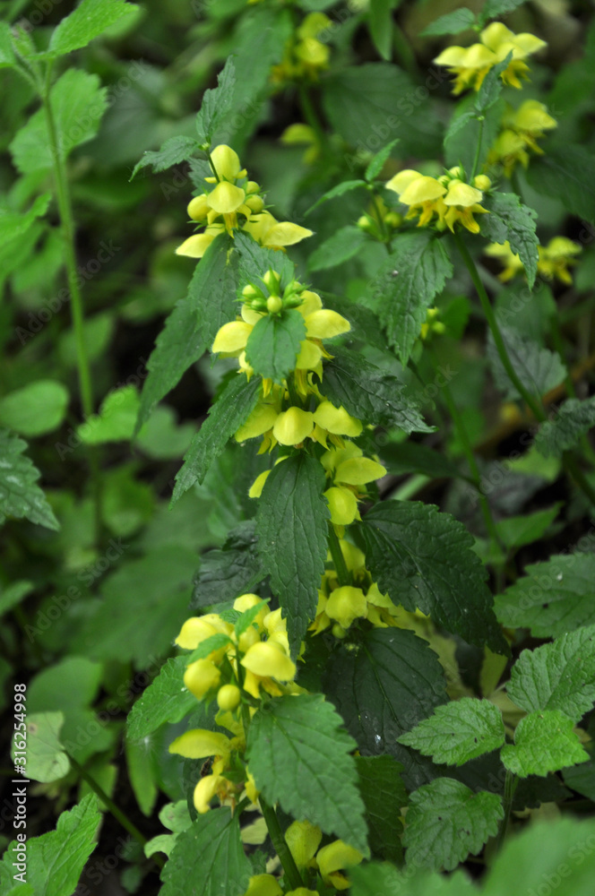 The deaf nettle yellow (Lamium galeobdolon) blooms in nature The deaf nettle yellow (Lamium galeobdolon) blooms in nature
