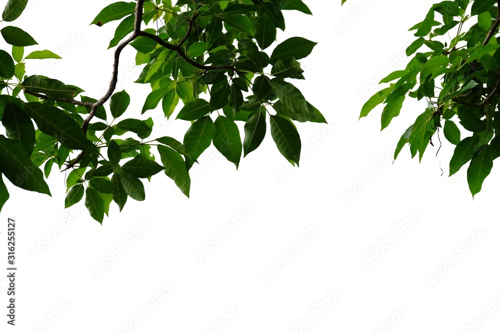 Tropical tree leaves on white isolated background for green foliage backdrop Tropical tree leaves on white isolated background for green foliage backdrop