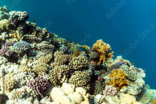 Fototapeta Naklejka Na Ścianę i Meble -  beautiful coral reef under water in the ocean of egypt, underwater photography in egypt