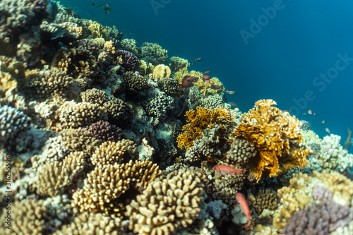 Fototapeta Naklejka Na Ścianę i Meble -  beautiful coral reef under water in the ocean of egypt, underwater photography in egypt