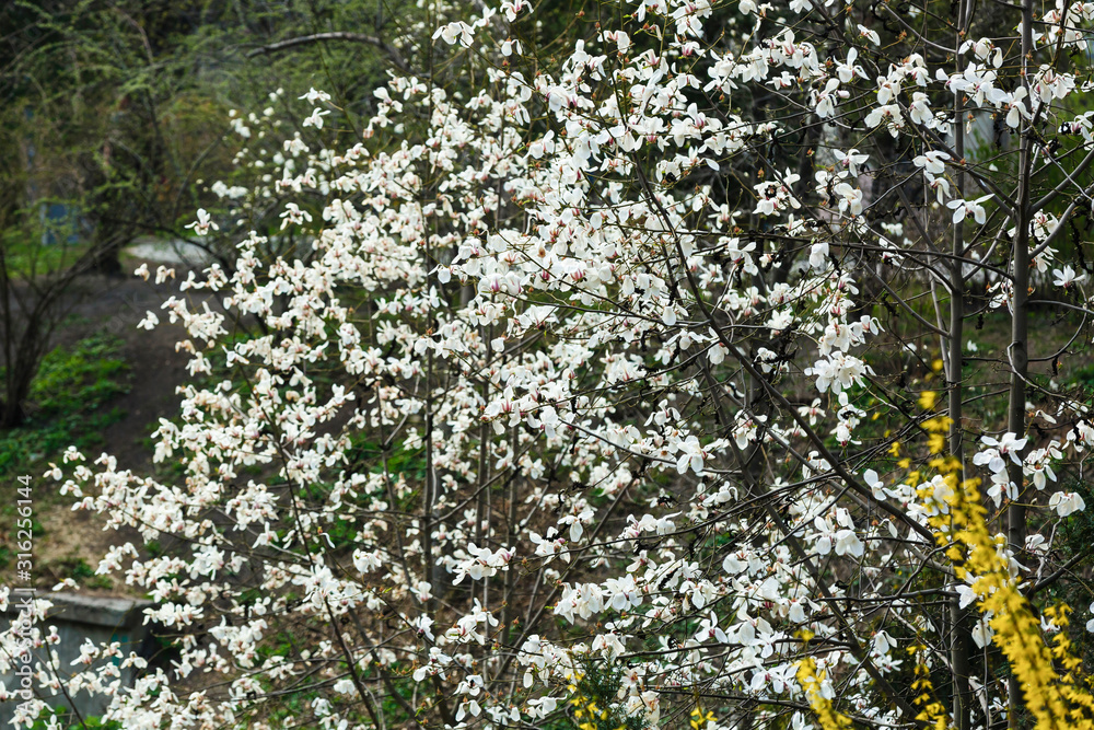 White magnolia flowers. Tree in white blossom at springtime. Dark background. Spring flowers in nature park White magnolia flowers. Tree in white blossom at springtime. Dark background. Spring flowers in nature park