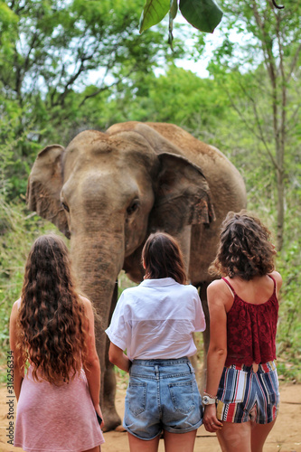 Photography Girls tourists standing near an elephant in the jungle, Sri Lanka