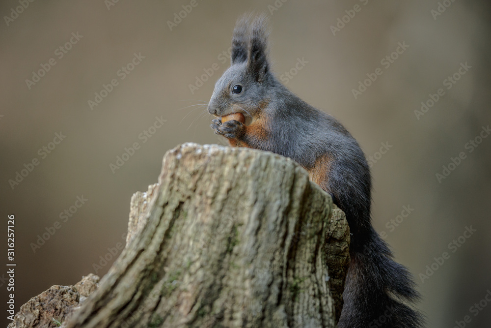 Red squirrel taking hazel nuts Red squirrel taking hazel nuts