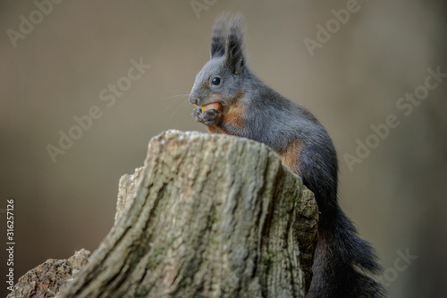 Red squirrel taking hazel nuts