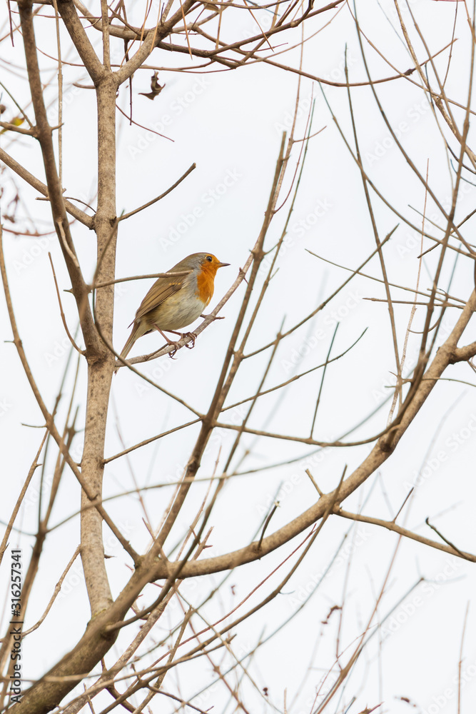 European Robin sitting on bare tree limbs European Robin sitting on bare tree limbs