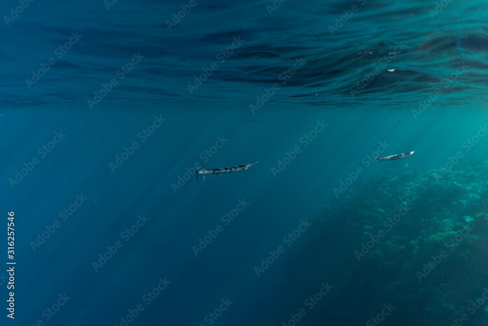 Obraz premium Belonidae underwater in the ocean of egypt, underwater in the ocean of egypt, Belonidae underwater photograph underwater photograph,