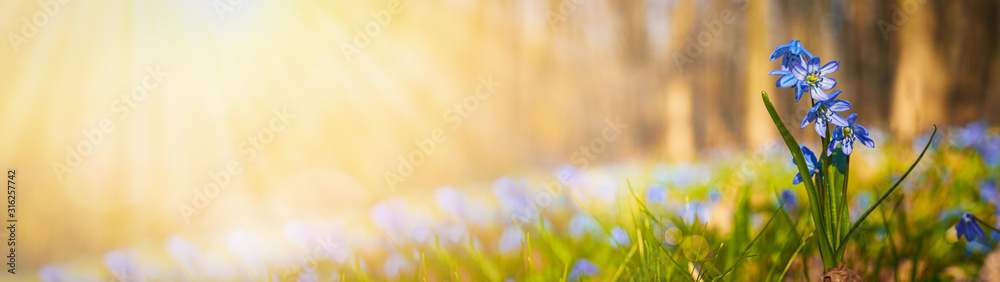Blooming scilla flowers in the middle of forest grass web banner: springtime concept and first flowers - obrazy, fototapety, plakaty 