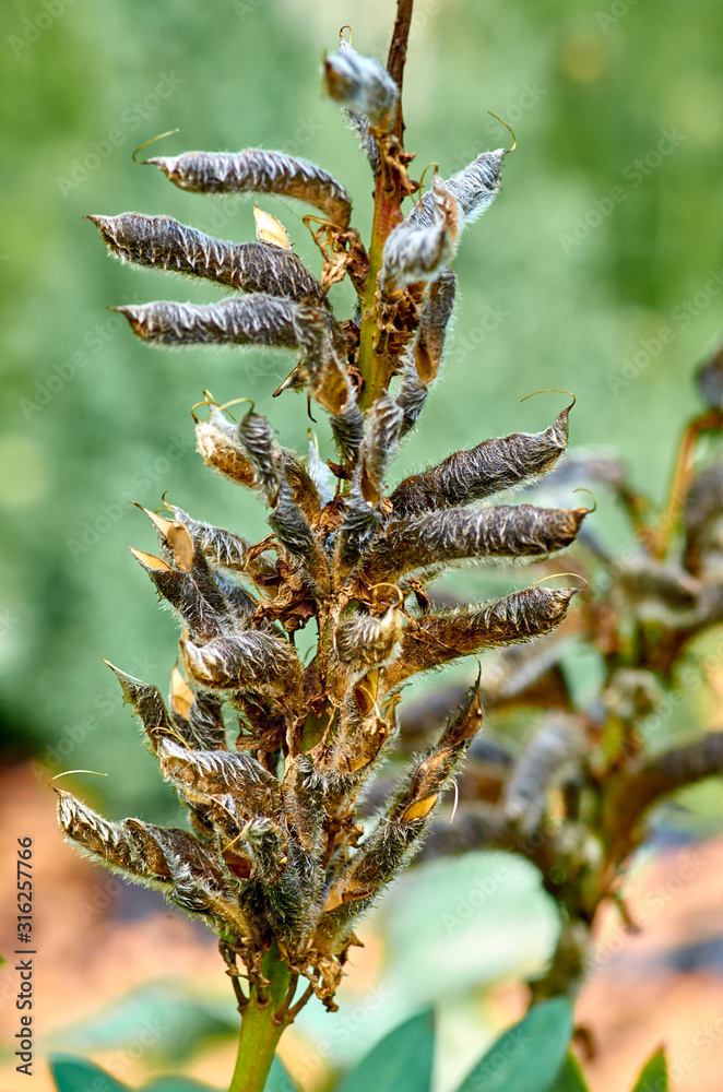 Dry pods