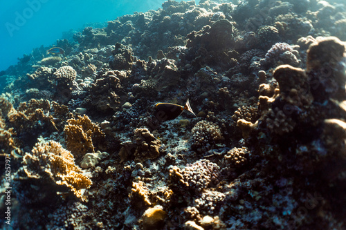 Fototapeta Naklejka Na Ścianę i Meble -  beautiful coral reef under water in the ocean of egypt, underwater photography in egypt