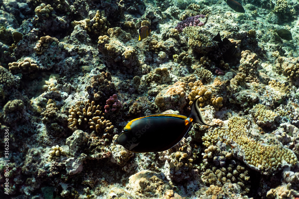 Naso Lituratus under water in the ocean of egypt, Naso Lituratus under water photograph Naso Lituratus under water in the ocean of egypt, Naso Lituratus under water photograph