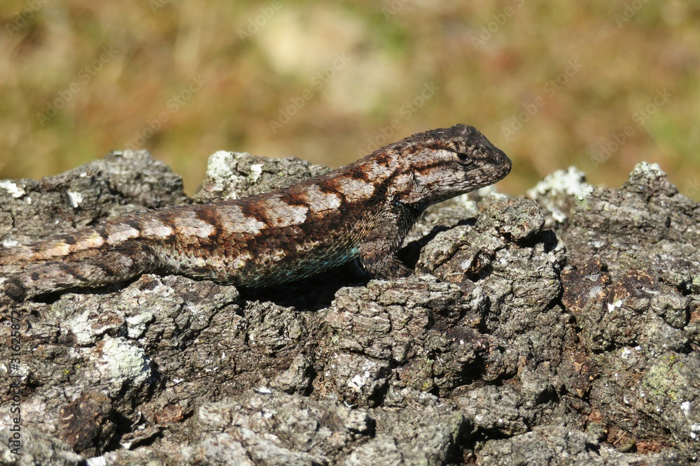 Tropical lizard on tree bark in Florida wild, closeup Tropical lizard on tree bark in Florida wild, closeup