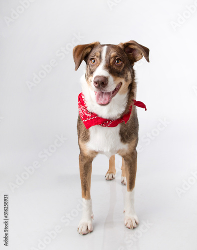 Smarty pants mutt standing with lots of personality photographed with a bandana in the studio