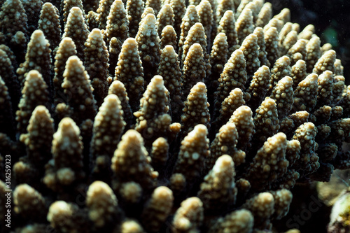 Coral reef close up  coral reef macro photography  underwater coral reef texture  ocean nature close up