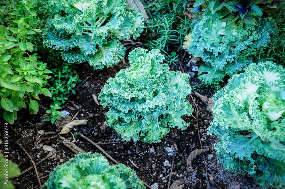 green kales growing on the ground with some basils around Photos