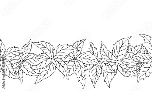 Hand drawn nature seamless pattern with virginia creeper leaves. Colorless endless vector background tracery