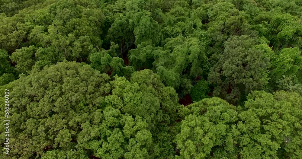 Aerial View. Flying over the beautiful mountain River and beautiful forest. Aerial View. Flying over the beautiful mountain River and beautiful forest.