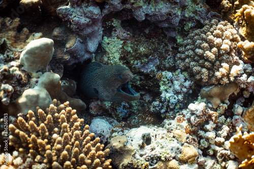 Gymnothorax javanicus underwater in the ocean of egypt, underwater in the ocean of egypt, Gymnothorax javanicus underwater photograph underwater photograph, © FitchGallery