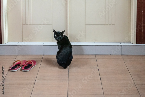  Cat waiting by the door - Malaysia