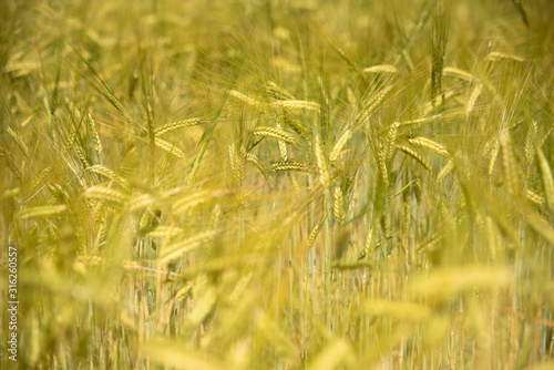 Hell and ripe Wheat for a background in the summer