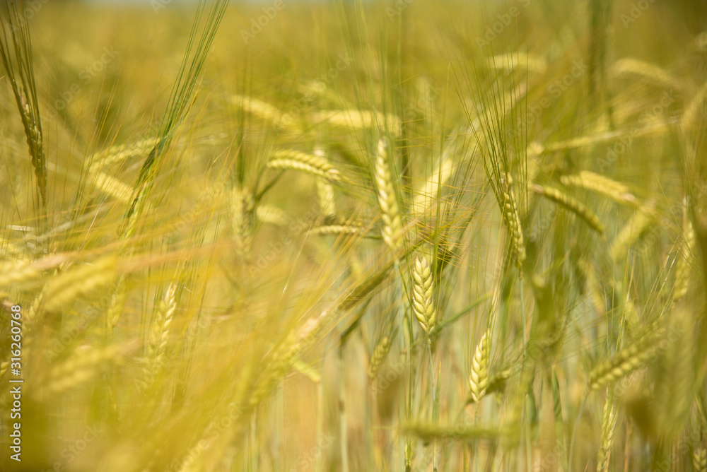 Fototapeta premium Hell and ripe Wheat for a background in the summer