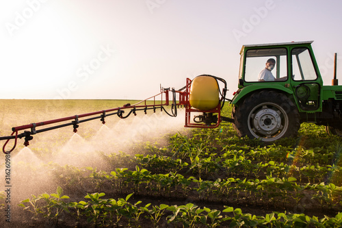 Tractor spraying soy field in sunset. photo