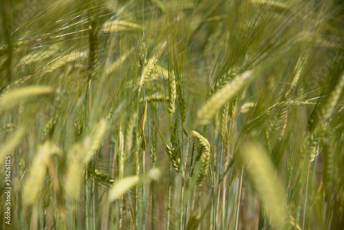 Hell and rye for a background in the summer photo