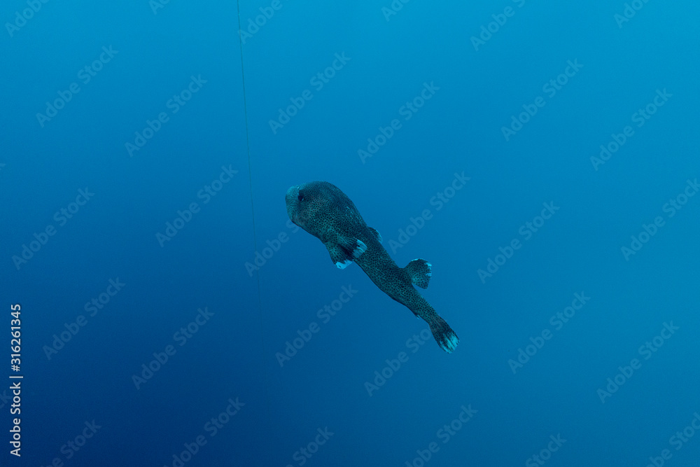 Obraz premium diodon hystrix underwater in the ocean of egypt, underwater in the ocean of egypt, Common porcupinefish underwater photograph underwater photograph,